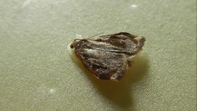Archips Xylosteana (листовёртка пёстрозолотистая)