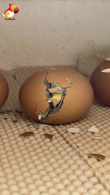 Цыпленок пробивает скорлупу по кругу (2)