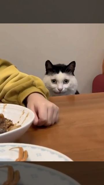 Люди сидящие на диете, когда видят вкусную еду, которую им нельзя есть