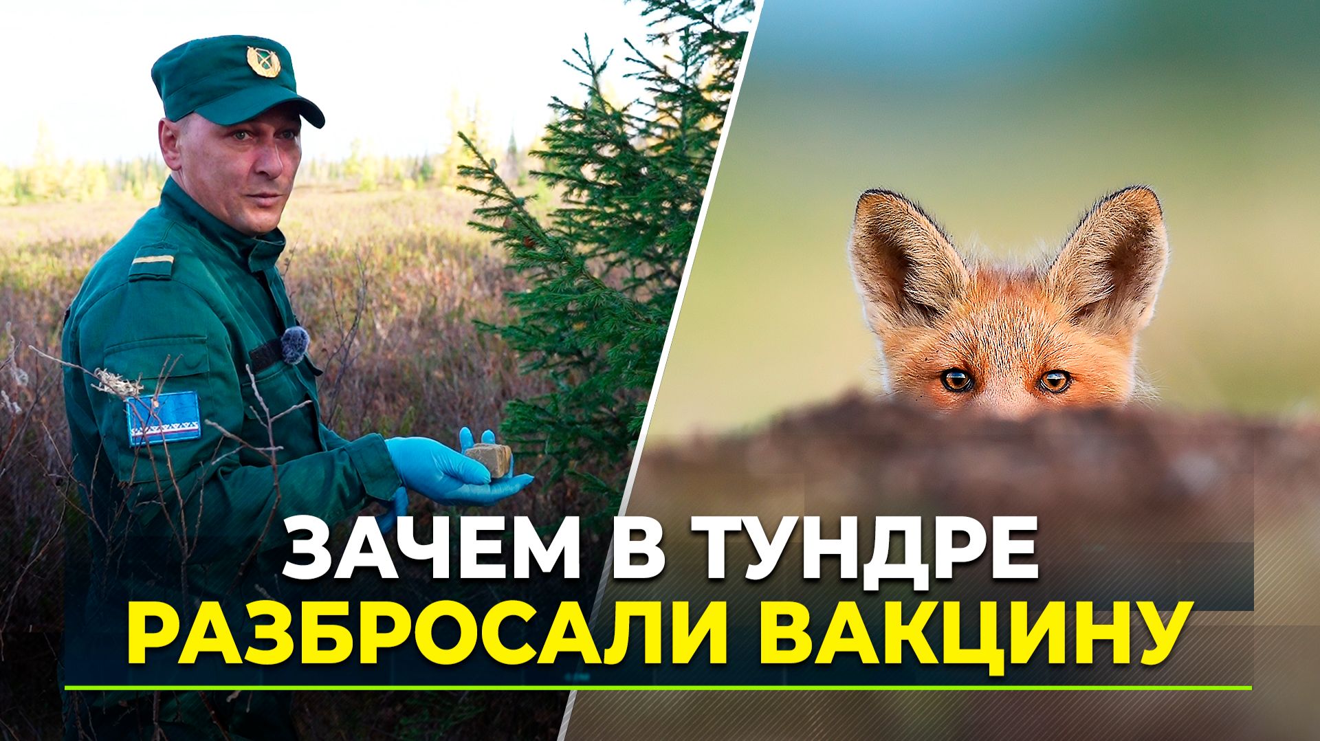 На Ямале хищников прививают необычным способом