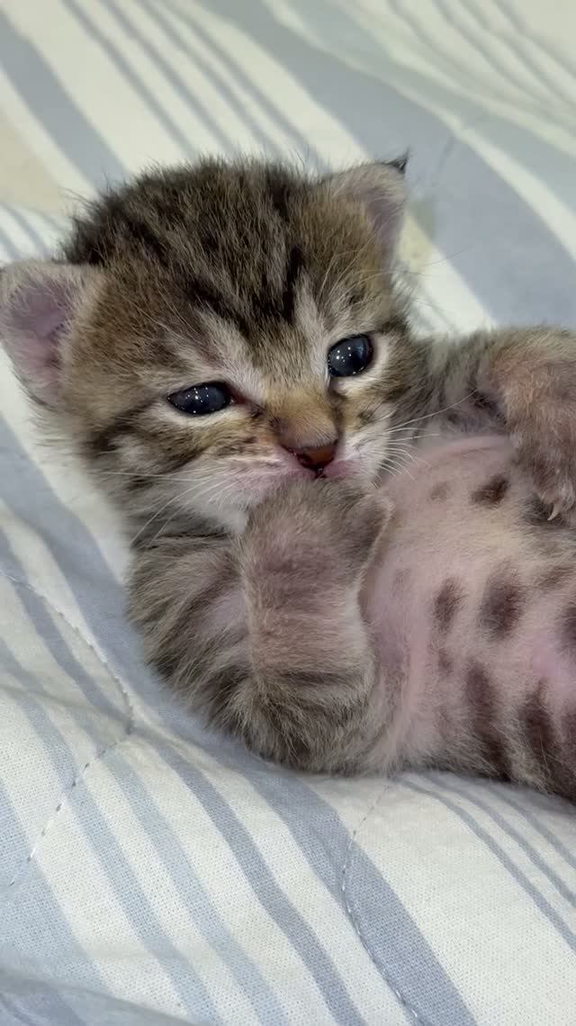 Любимый питомец ❤️ Муся