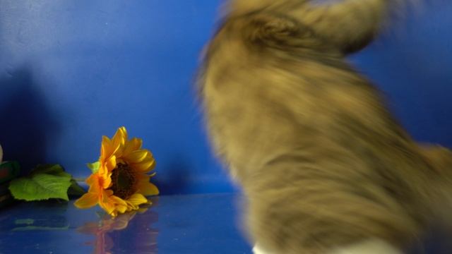 Сибирская кошечка Paulina, 10,5 месяцев, окрас черный пятнистый с белым
