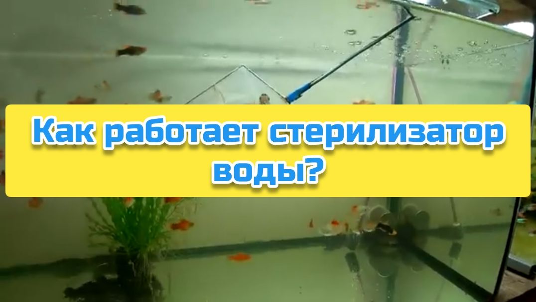 Как работает стерилизатор воды?
