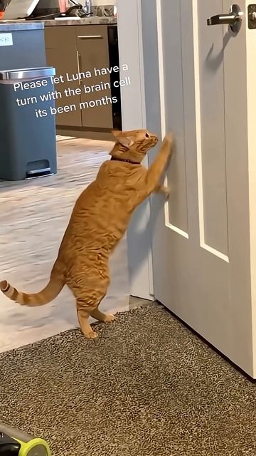 Funny Cats 🤣