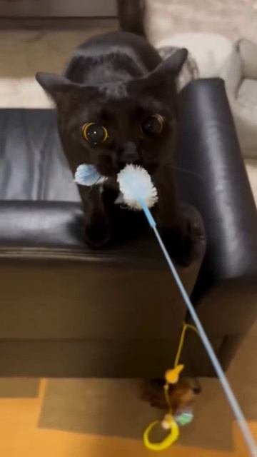 Funny Cats 😂