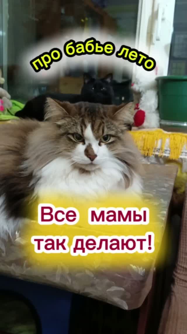 Кошки с озвучками.