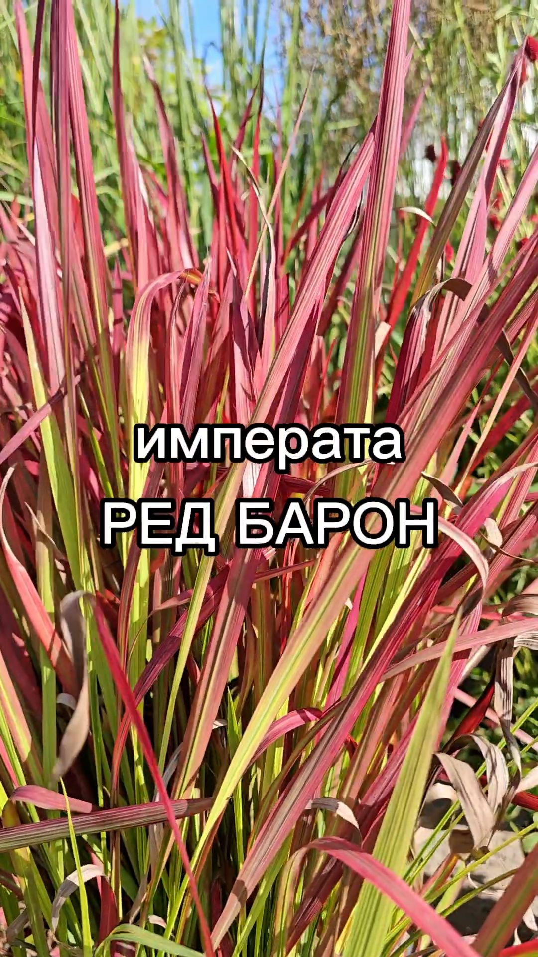 Этот многолетний злак незаменим в японских садиках и контрастных цветниках!
