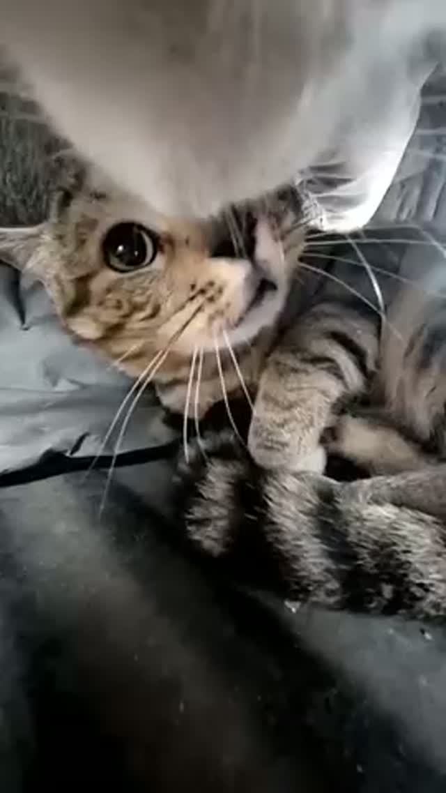 Кошки, испуганные Максвеллом