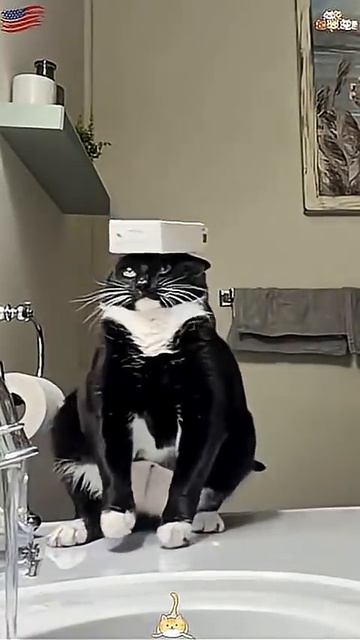 Interesting Switches On Cats😂#cat #funny #anmial #cute #foryou