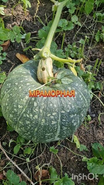 Тыква 25-09-2026