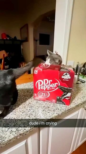Gatos🐈😲 Traviesos😂🤣#cat #funny #parati #pets #humor #viral #gatos