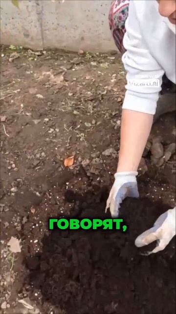 Почему гортензии гибнут? #грунт #цветы