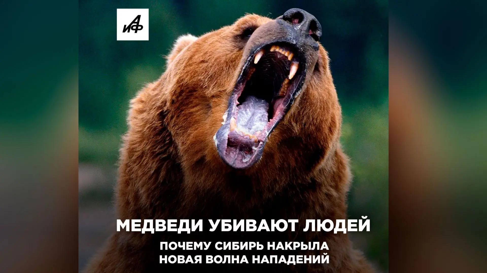 Медведи убивают людей. Почему Сибирь накрыла новая волна нападений