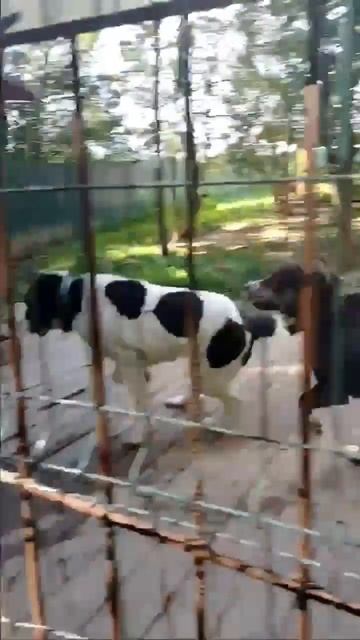 Статный медвежонок САО Бэлл🍀🔎 7⃣ Ю🏠❗Пост в описании 🎥 #алабай #собака #animals #любовь #сао