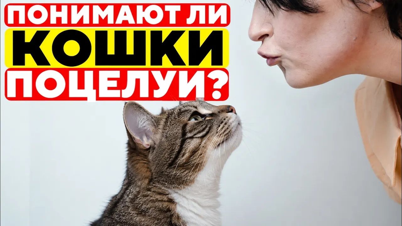 Что РЕАЛЬНО Чувствуют Кошки, Когда Вы Их ЦЕЛУЕТЕ и ОБНИМАЕТЕ？ (шокирует)