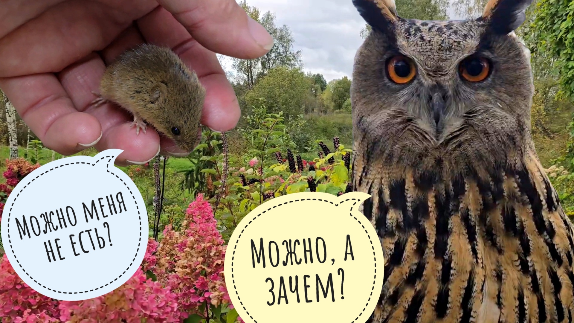 Цветения осеннего сада. Кошка Морошка наловила мышек-малюток и не знает, что с ними делать