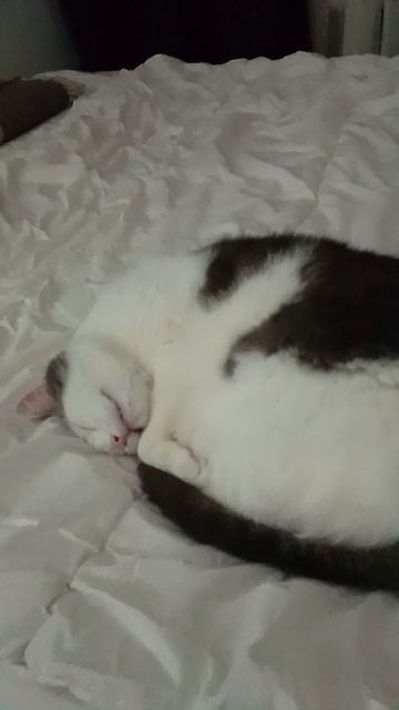 Сладко спящий котик.
