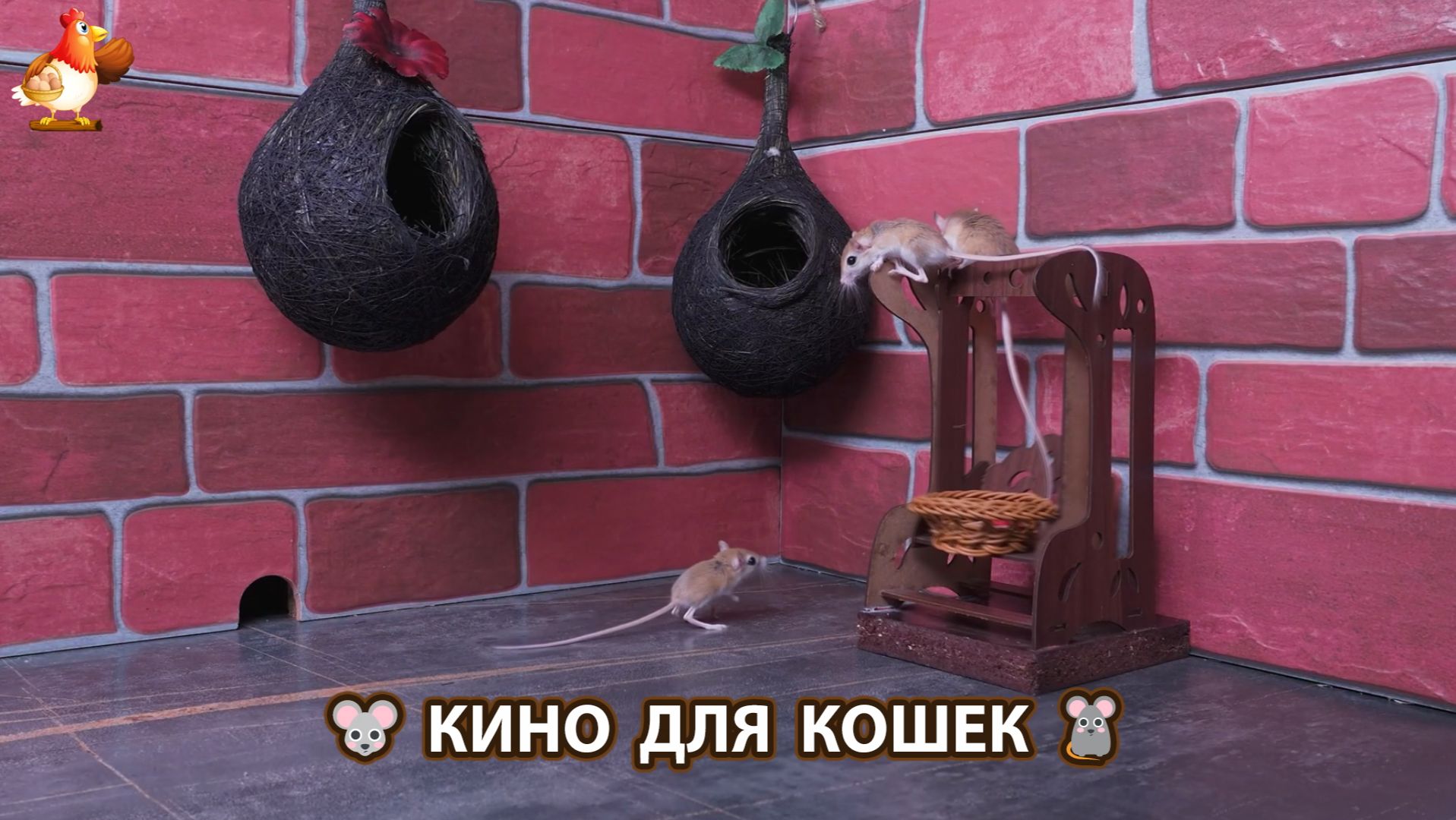 Видео для кошек про крысок развлекать питомцев 🐭🐀😂 (638)