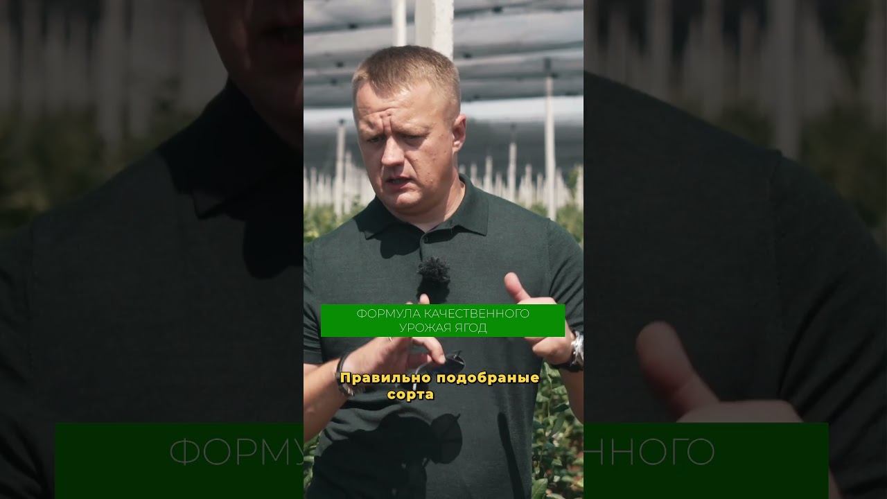 Как вырастить вкусную голубику? Подробнее в полном видео на канале! #голубика #ягоды #сад #огород