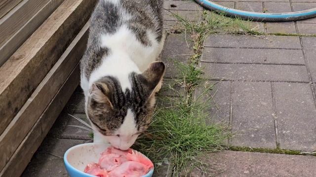 Клёпа приходит под прикрытием🐈
Енот вошёл в роль главаря🐈