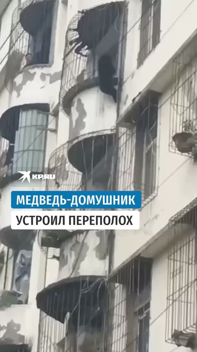 В Китае медведь по балконам забрался на третий этаж!