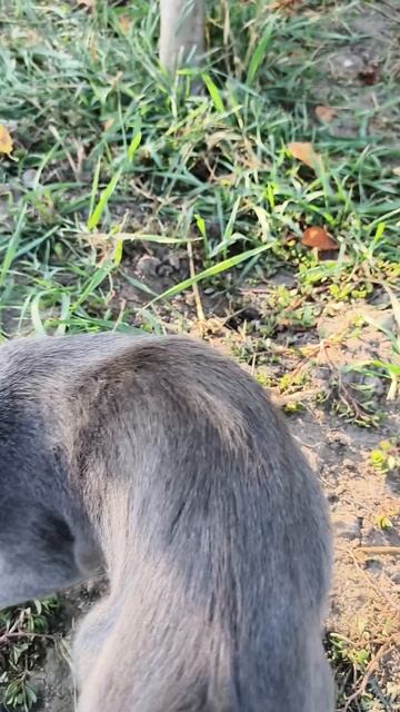 дымка 🐈⬛