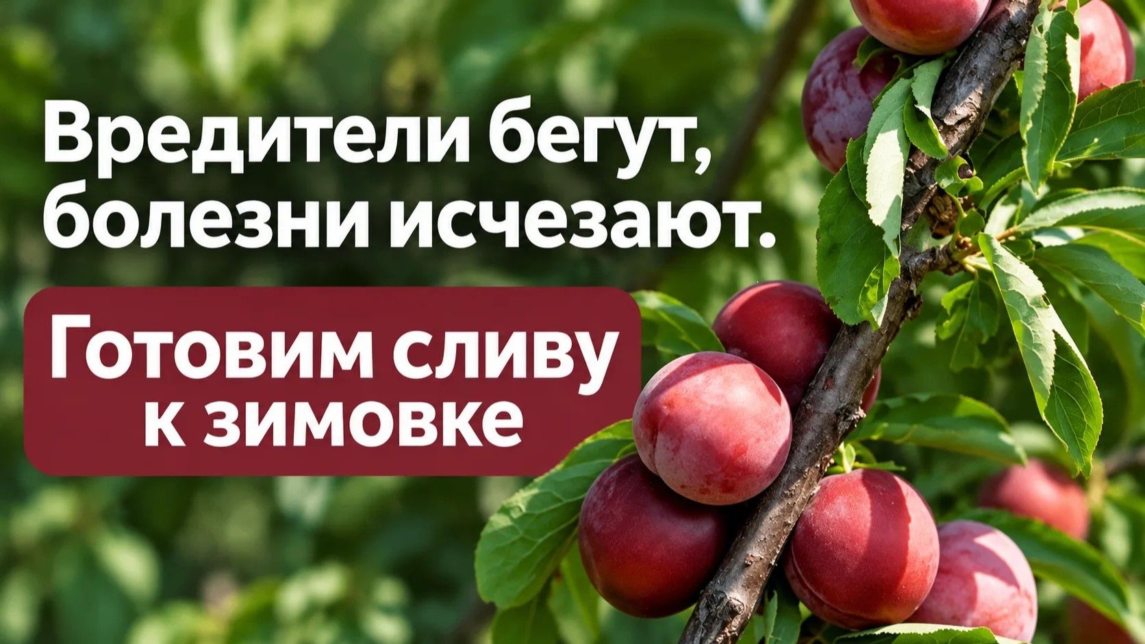 Уход за сливой осенью: защита, подкормки для лучшей зимовки и большого урожая