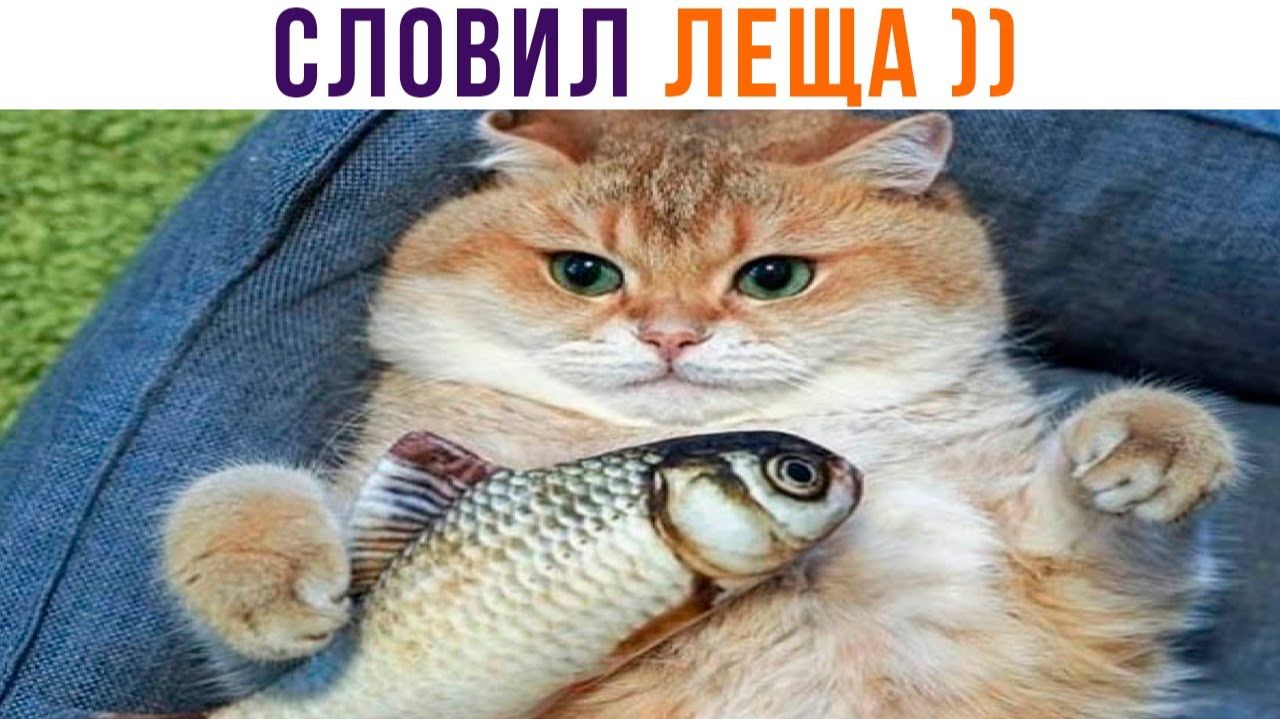 КОТЯ СЛОВИЛ ЛЕЩА И РАД))) Приколы с котами