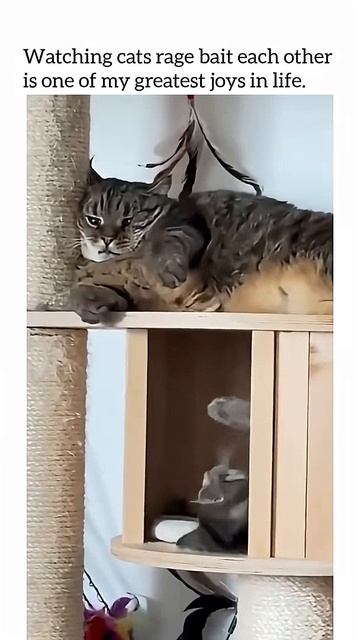 That Chonky Smooshed Face 😍😍