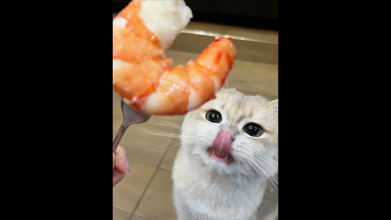 😺 Супер смешные видео с кошками и котятами! 🐈 Поднимите себе настроение! 😸