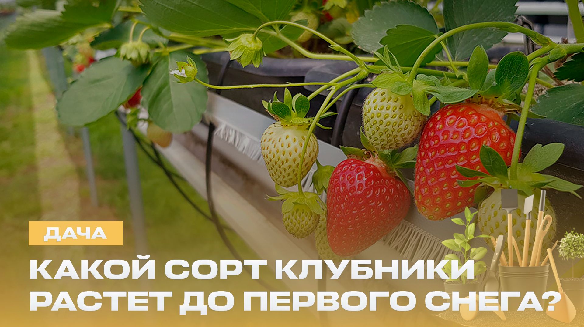 Дача