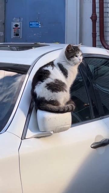 Главное, коту удобно