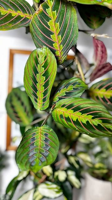 Посмотри какая красота. #plants