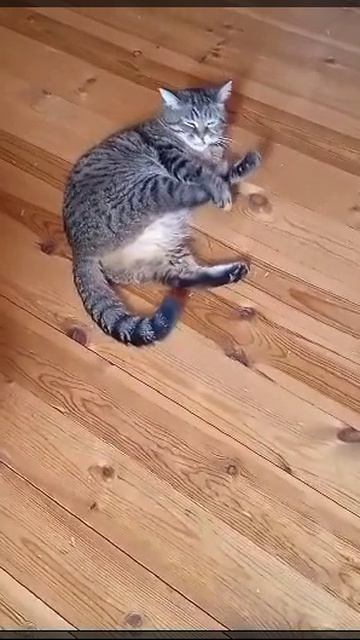Кошачий релакс