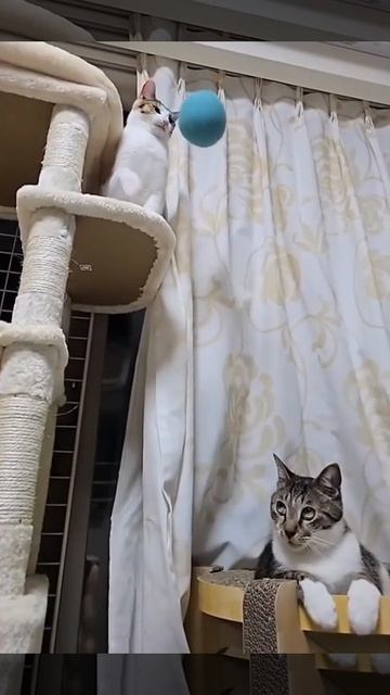 Знаменитая котореакция 😹