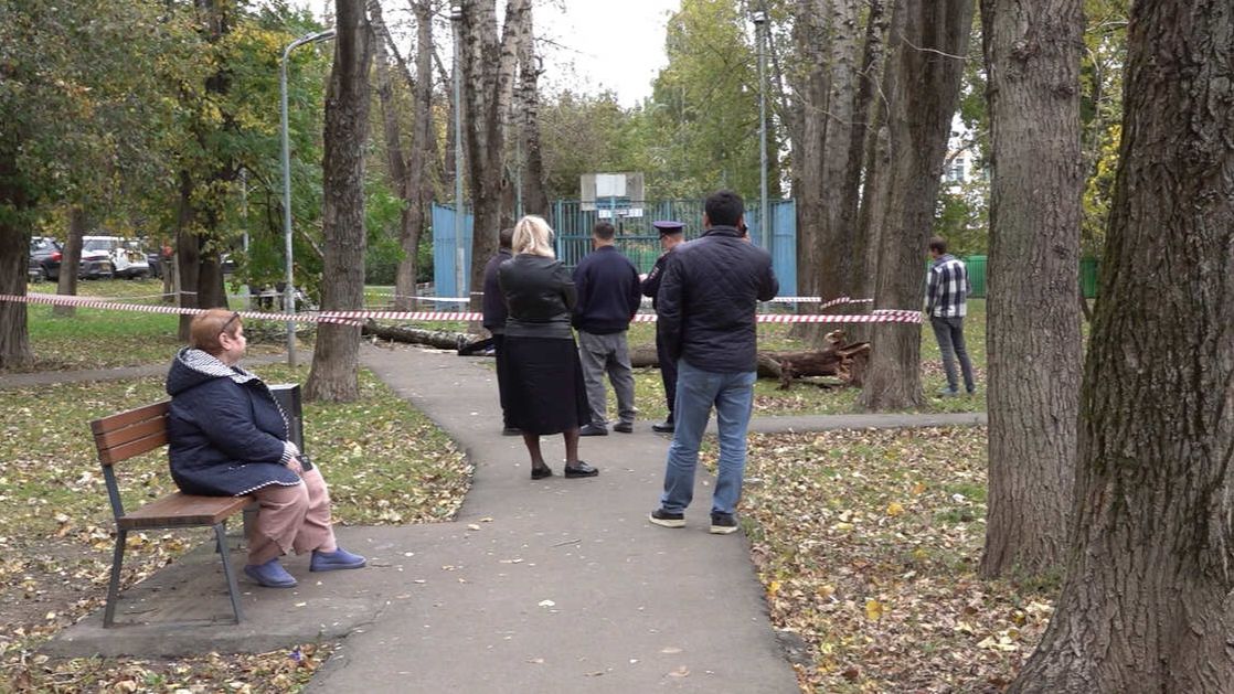 Московского пенсионера убило деревом во время прогулки с сыном