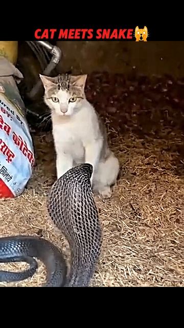 The Dog Avoided Danger, The Cat Faced It 😼 #trending #animals #wildlife #cat