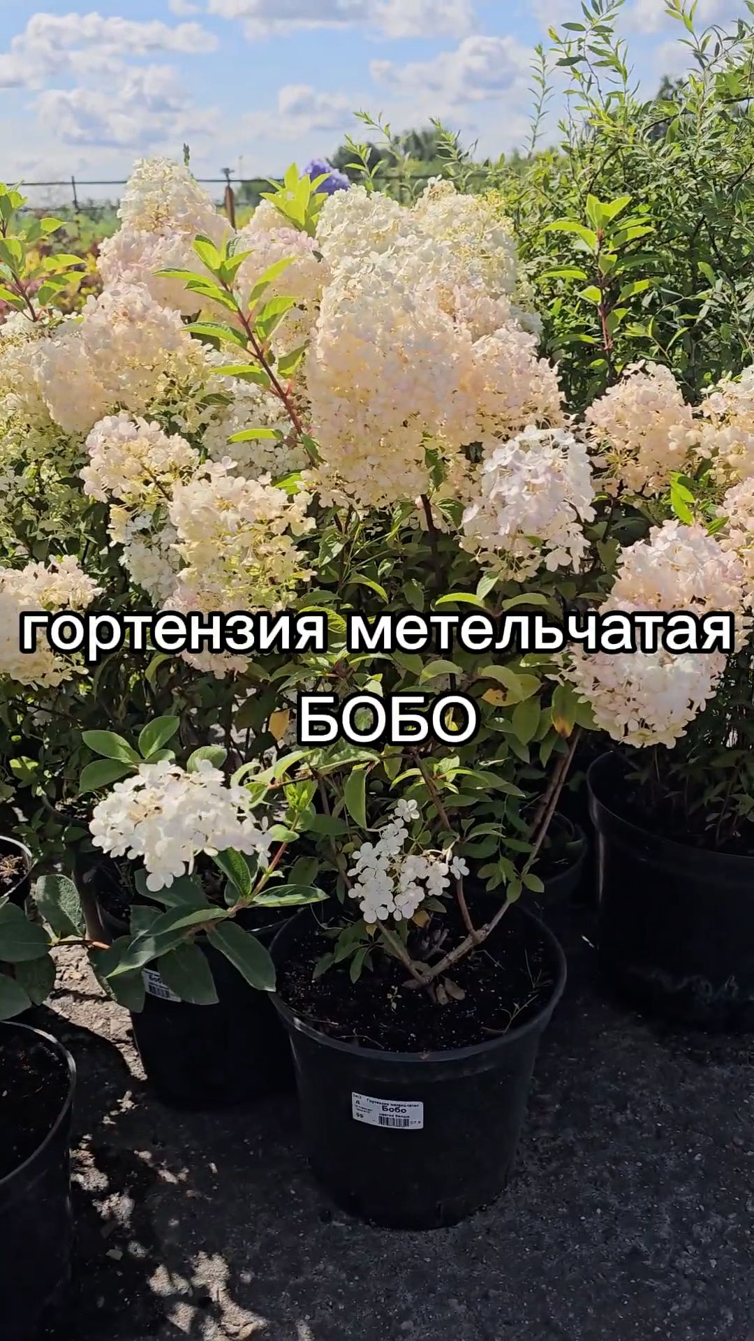 Компактный сорт гортензии С ОБИЛЬНЫМ ЦВЕТЕНИЕМ.