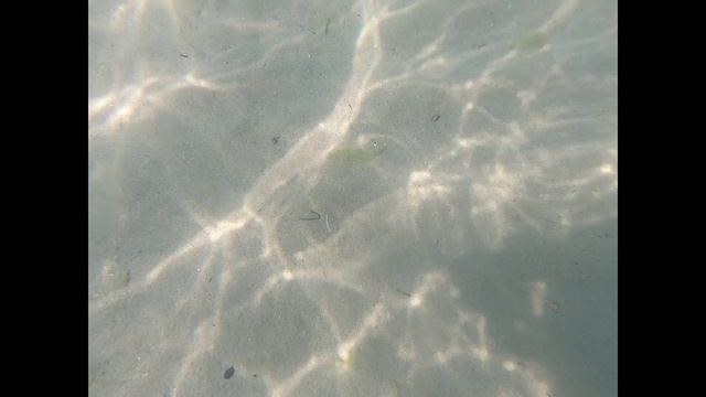 Подводная съемка в Чёрном море. Крабы. раки отшельники и другие крабы