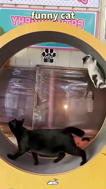 Funny Cat 🐈
