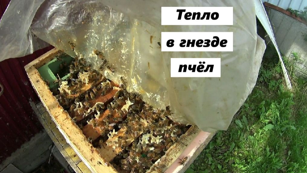 Температурный режим в гнезде влияет на продолжительность жизни пчёл.