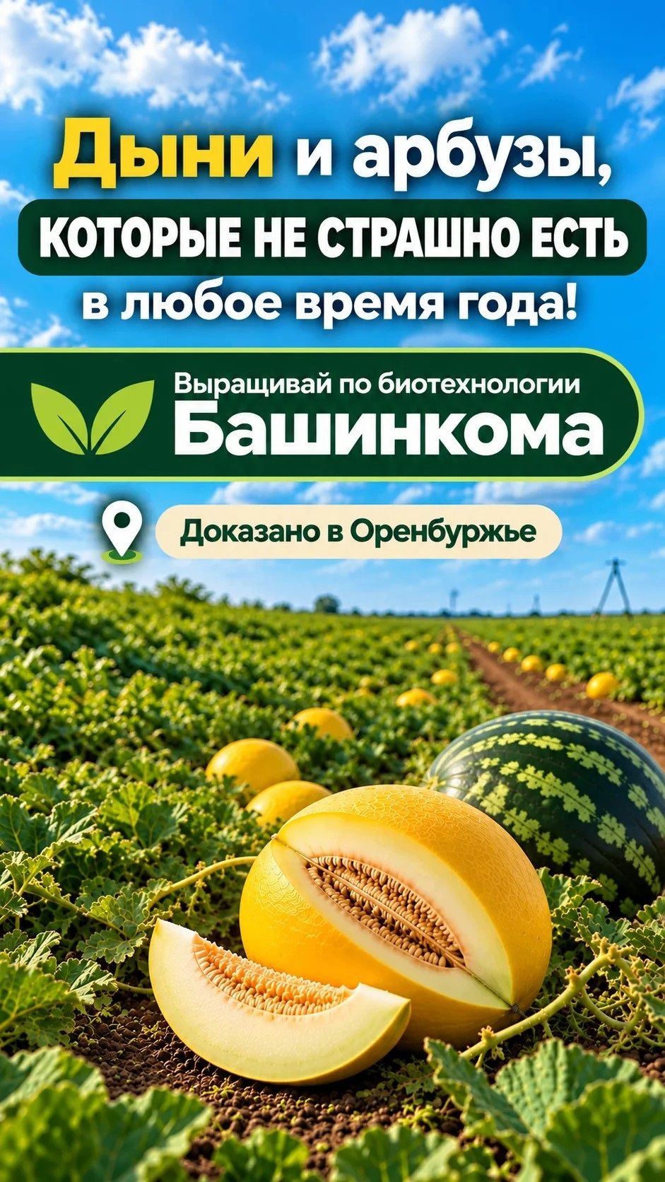 Хозяин плодородия, Стерня дают колосальный эффект на вкус, урожайность дынь в Оренбуржье