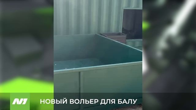 Новый вольер для нижневартовского медведя в Ивановской области