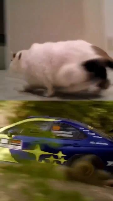 Вероятно, у вас тоже есть раллийные Subaru дома.