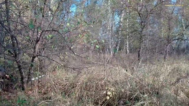Съездил в лес за Чагой, и как её заваривать.