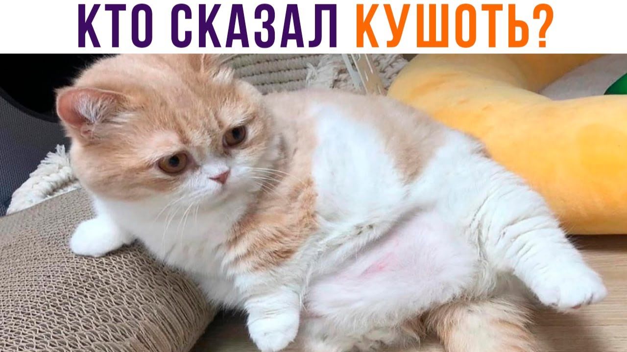 КТО СКАЗАЛ КУШОТЬ?))) Приколы с котами