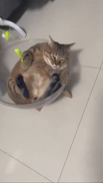 Когда неожиданно приснился сон 😺