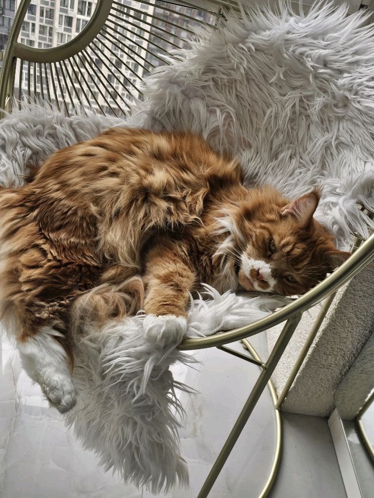 Калили и кот