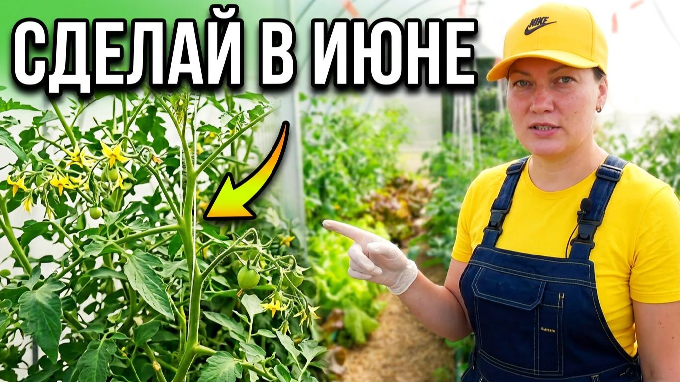 Собираем урожай огурцов  и ждем томаты в  дачном сезоне июнь 2020