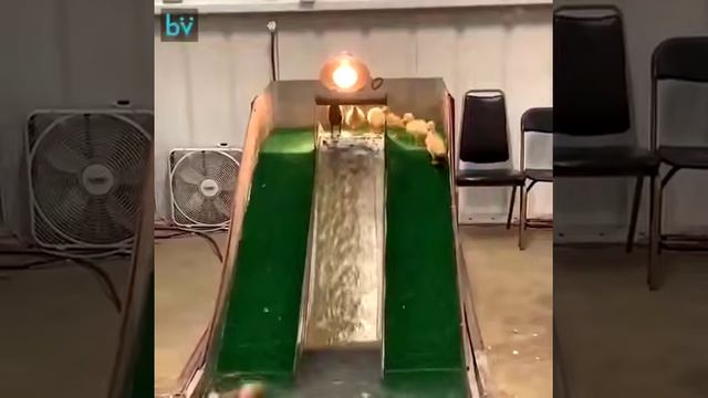 Идея аквапарка для утят 🐥